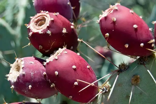 How Prickly Pear Extract Supports Digestive and Immune Health?